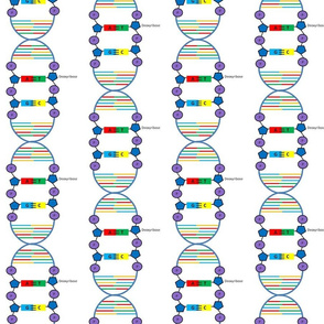 DNA with a little more detail