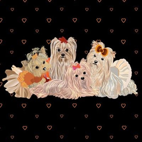 Yorkie -Peek A Boo - Princess Party