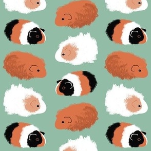 Guinea pigs on mint green