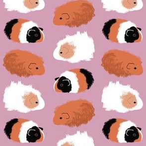 Guinea Pigs on Purple