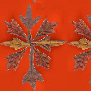 Leaves_on_Red