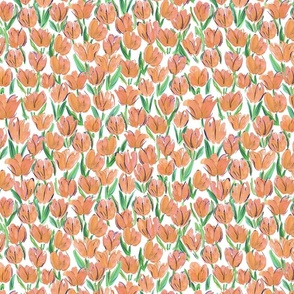 Peach watercolour tulips on white