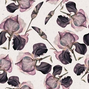 Medium Vintage Iris Flowers / Purple and Cream / Watercolor