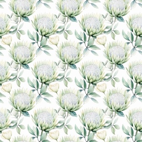 Cream and Green King Proteas