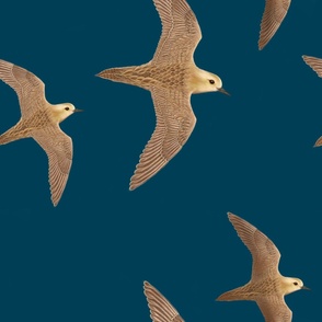 Kolea Bird | In Flight, Teal, Large