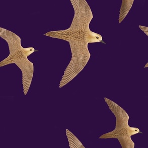 Kolea Bird | In Flight, Purple, Large