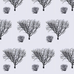 Winter trees  small