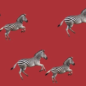 zebras running on red background