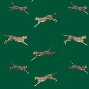 cheetahs running on green 