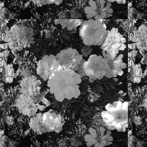 Spring Florals- Black and White
