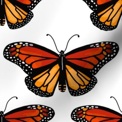 Monarch butterflies 