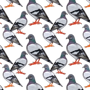 Pigeons