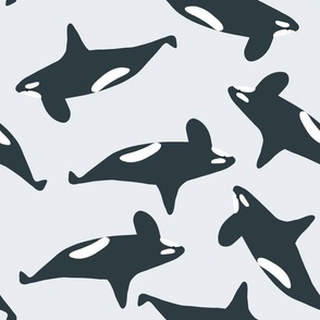 arctic life orca whales in ice blue