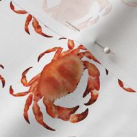 Coastal Crabs  ✦ Ocean Shellfish (orange white)