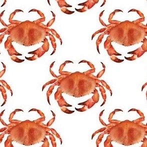 Coastal Crabs  ✦ Ocean Shellfish (orange white)