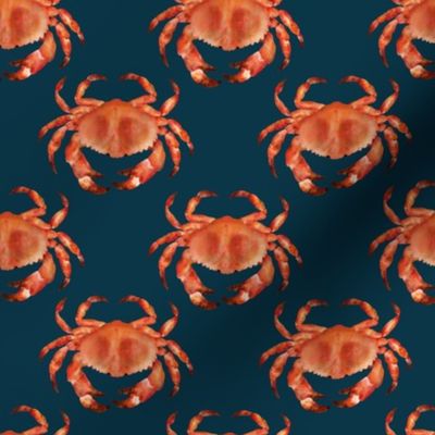 Coastal Crabs  ✦ Ocean Shellfish (orange blue)