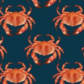 Coastal Crabs  ✦ Ocean Shellfish (orange blue)