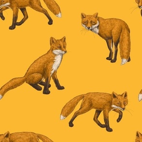 Red foxes on orange