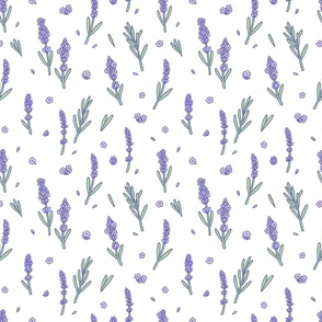  Lavender flowers