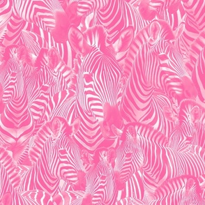 zebras pink 24