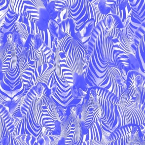 Endless zebras in blue duotone 2024