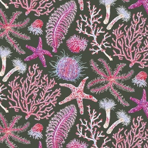 Pink Reef - Coastal Life of The British Isle - Heritage Green