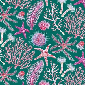 Pink Reef - Coastal Life of The British Isle - Jade