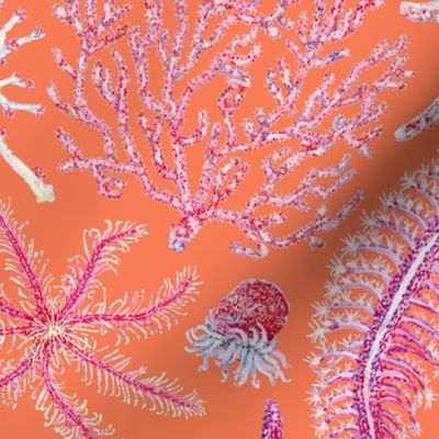 Pink Reef - Coastal Life of The British Isle - Papaya