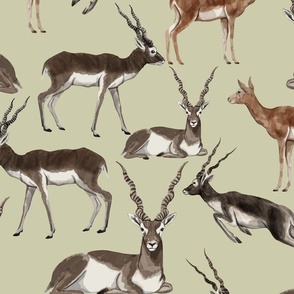   Blackbuck Antelope, Indian Wildlife Painting, Naturalistic Illustration, Pastel Olive Background, Large Scale
