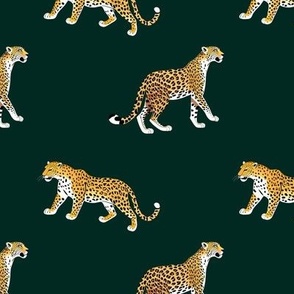 Prowling leopards on jungle teal