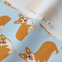 Corgis on pastel blue 39