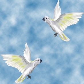 Sulphur Crested Cockatoos Flying against Clouds