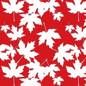 White Maple Leaves on Red