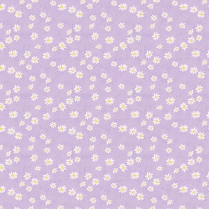 Beautiful daisies on levander background pastel cute soft colors textures on romantic modern design