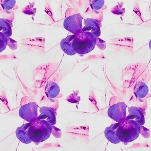 Purple Begonia