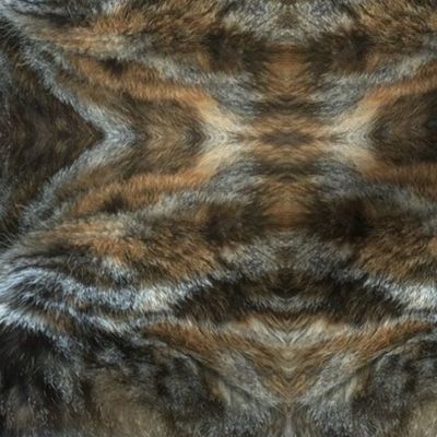 Fur of a cat