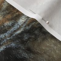 Fur of a cat