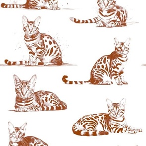 Bengal cats brown toile on white background