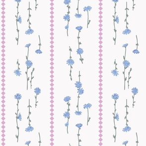 blue chicory flowers - pink stripe