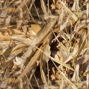 Corn Field Camo