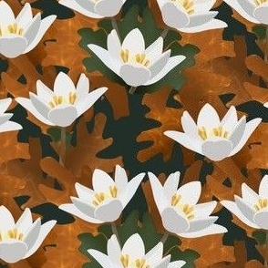 [Small] Pristine White Bloodroots Quebec Wild Flower