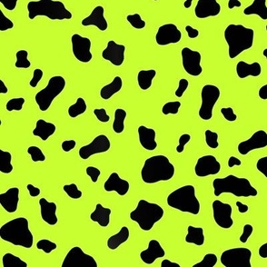 Dalmatian on chartreuse