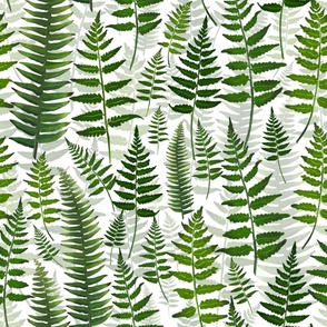 Fern leaves on a white background