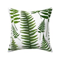 Fern leaves on a white background