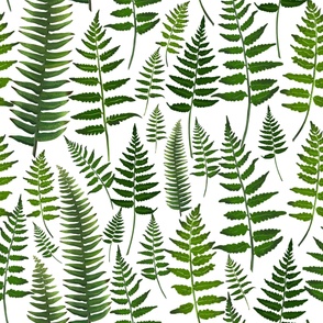 Fern leaves on a white background