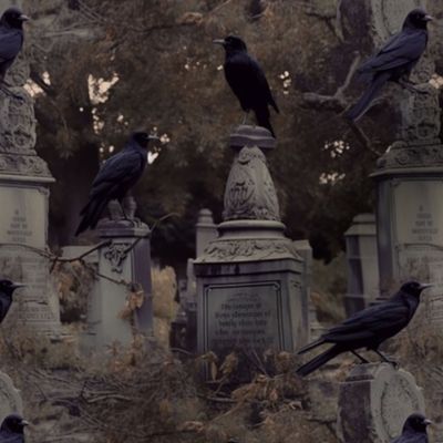 crows in graveyard