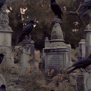 crows in graveyard