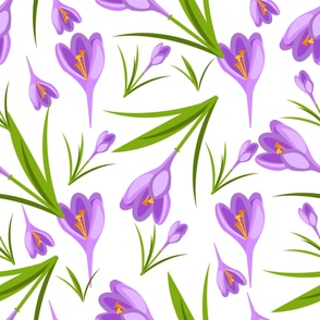 Spring violet crocuses on white. 