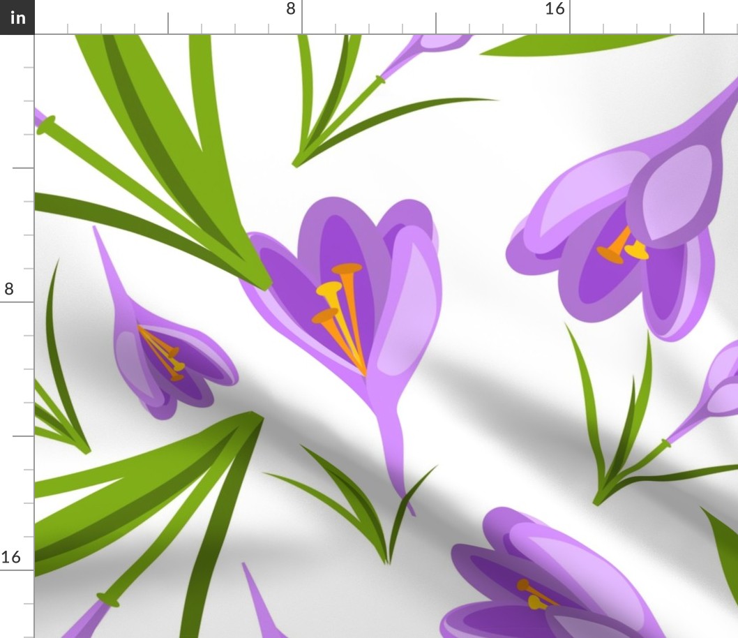 Spring violet crocuses on white. 