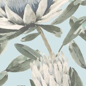 Medium Watercolor White King Proteas with Dulux Dewpoint Quarter Light Blue Background